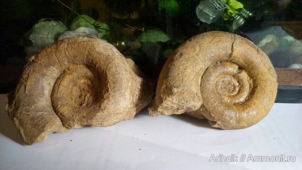 аммониты, нижний мел, Крым