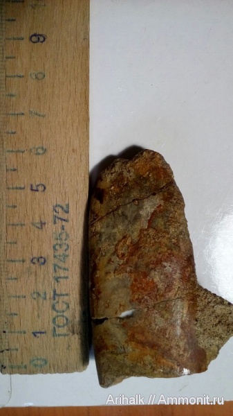 белемниты, Крым