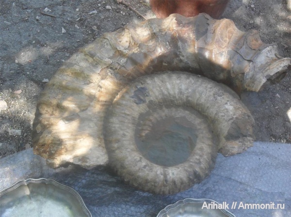 аммониты, Крым