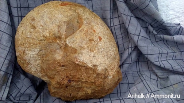 наутилусы, головоногие моллюски, меловой период, Крым