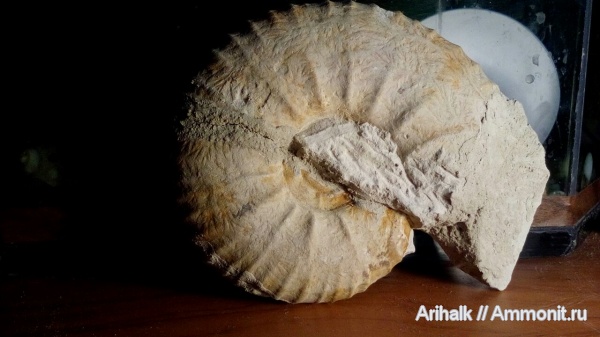 аммониты, меловой период, Крым, Мичурино