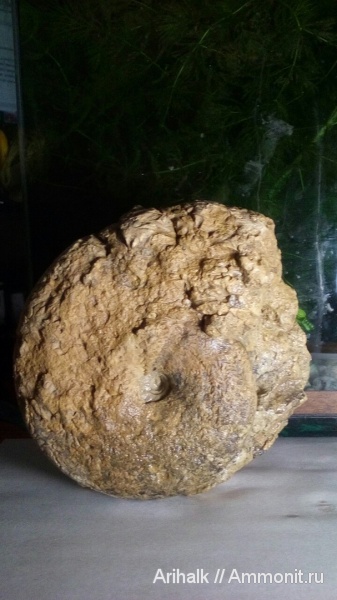 аммониты, нижний мел, Крым