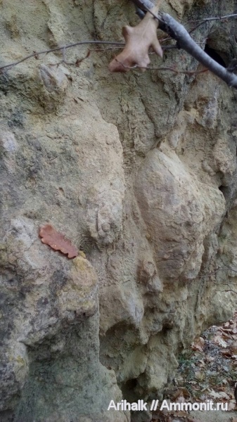 аммониты, альб