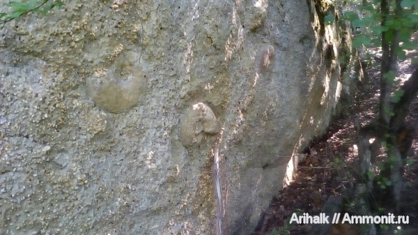 аммониты, Крым, Тетис