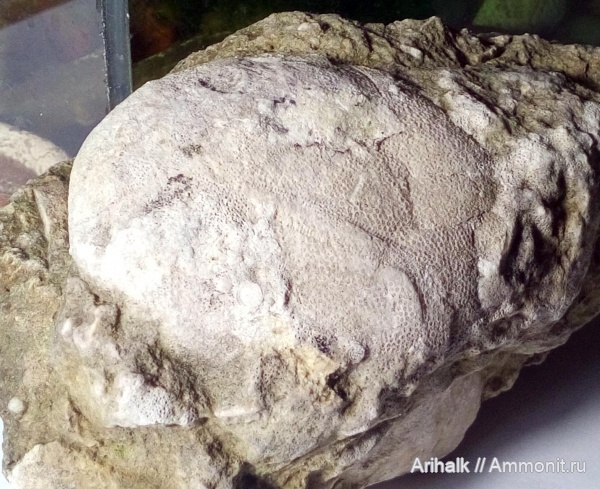 морские ежи, Крым, нуммулиты, Тетис