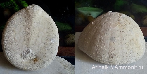 морские ежи, Крым, Echinocorys