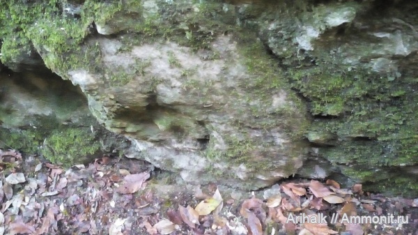 аммониты, альб