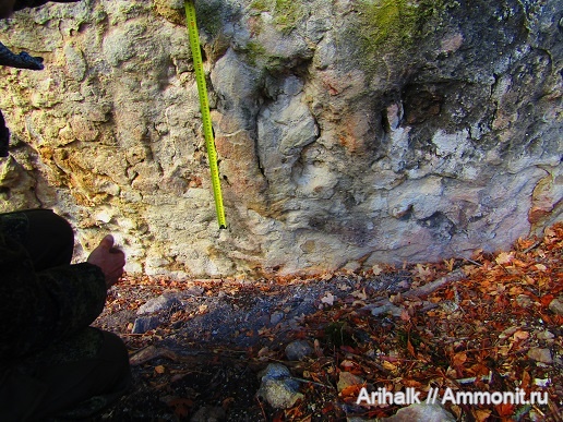 аммониты, альб