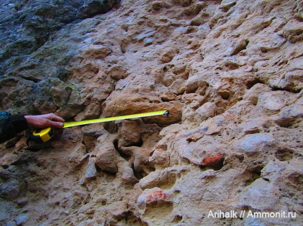 аммониты, альб