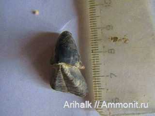 нижний мел, Крым, ринхолиты, Hadrocheilus