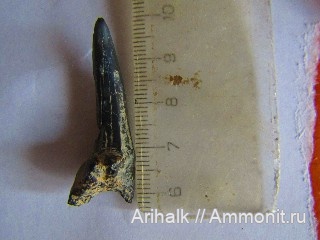 зубы, акулы, Крым