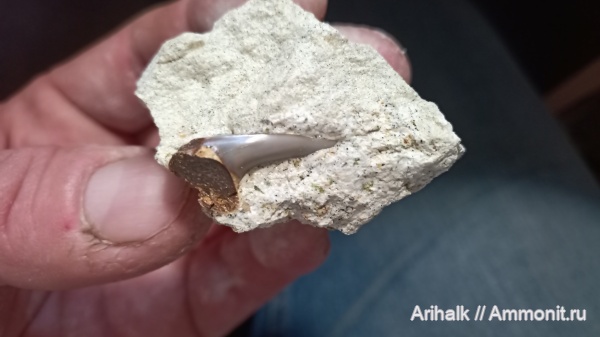 зубы, акулы