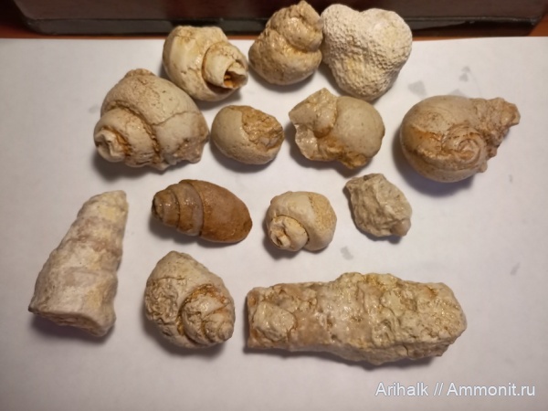 гастроподы, кораллы