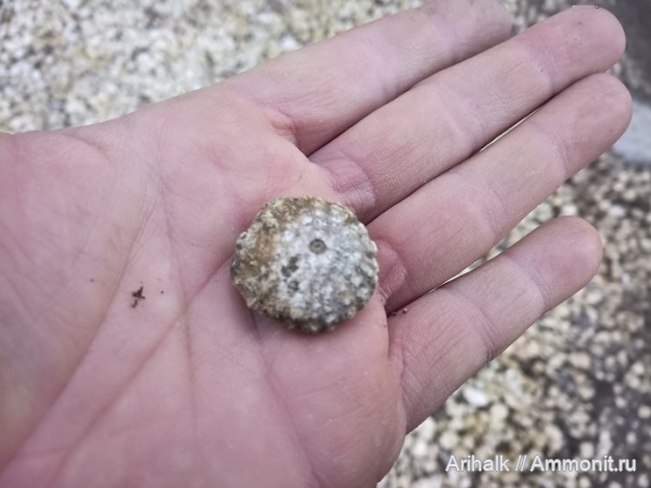 морские ежи, Крым, валанжин