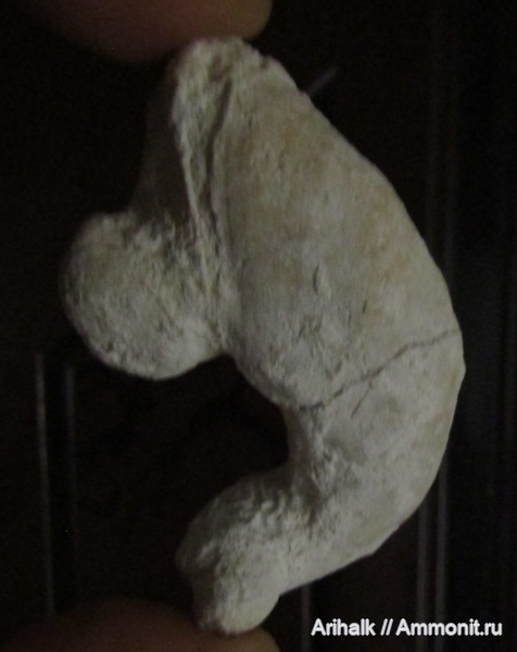 окаменелости, двустворки, Крым