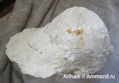 окаменелости, морские ежи, Крым, Conoclypus