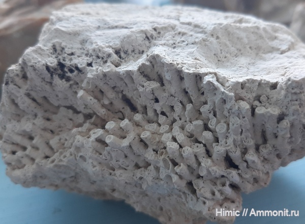 Syringopora, табуляты