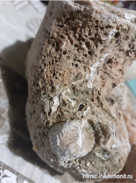 карбон, палеозой, ругозы