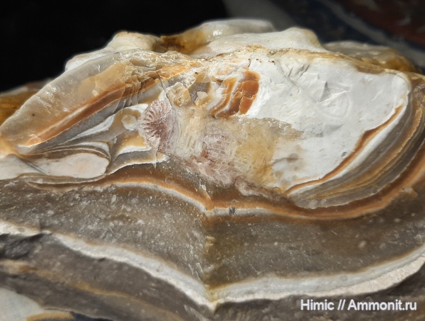 карбон, палеозой, ругозы, одиночные кораллы