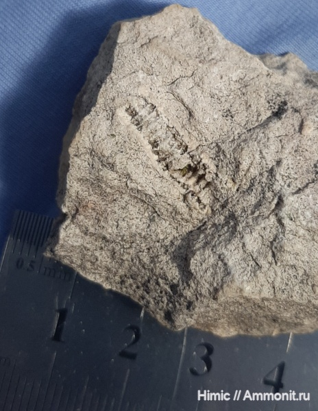 криноидеи, Владимирская область