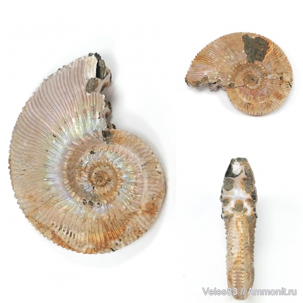 юра, Kosmoceras, мезозой, келловей, средняя юра, Kosmoceras proniae