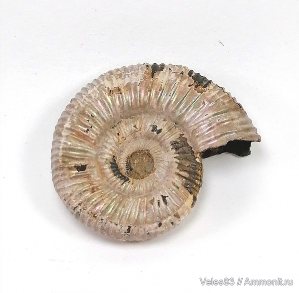 юра, Binatisphinctes, мезозой, келловей, средняя юра