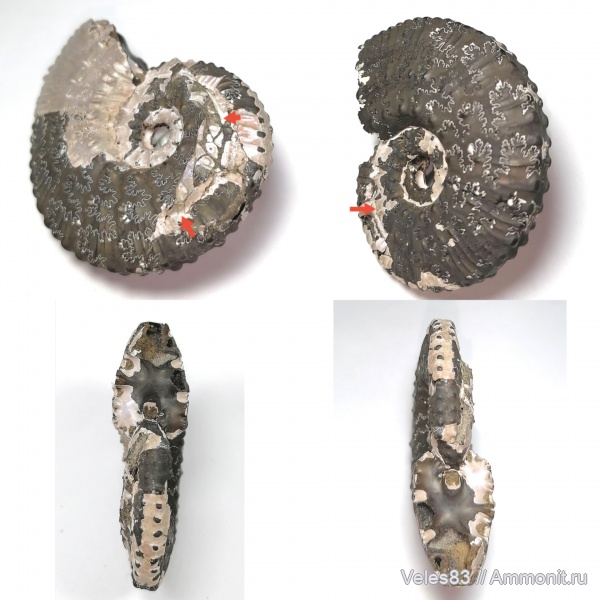 юра, Kosmoceras, мезозой, келловей, средняя юра