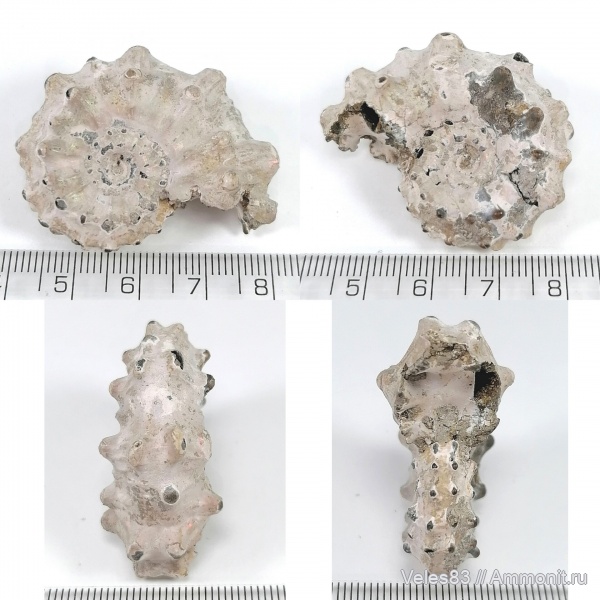 юра, мезозой, келловей, средняя юра, Kosmoceras pollux