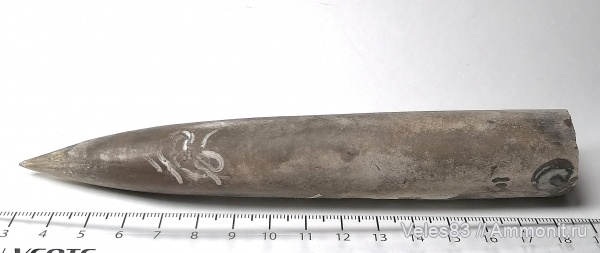 юра, мезозой, Serpula, Belemnitida