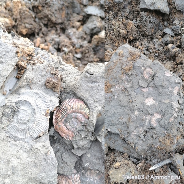 юра, Binatisphinctes, мезозой, келловей, средняя юра