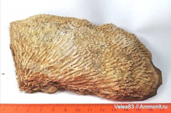 карбон, кораллы, палеозой, Rugosa, Siphonodendron