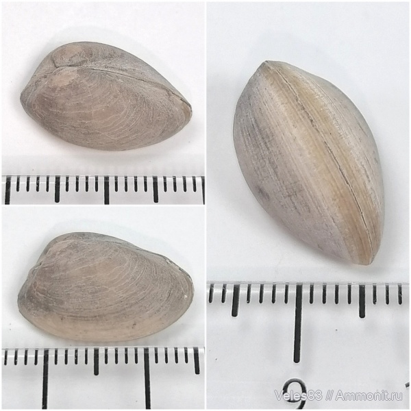 юра, мезозой, келловей, средняя юра, Nucula