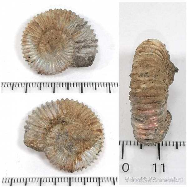 юра, мезозой, Peltoceras, верхняя юра, оксфордский ярус