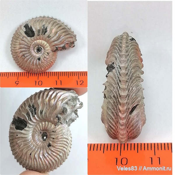 аммониты, юра, Михайлов, Cardioceras, оксфорд