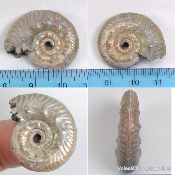 юра, Михайлов, Lunuloceras, келловей, Lunuloceras mikhailowense, Hecticoceratinae