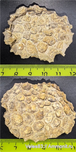 карбон, кораллы, палеозой, Michelinia