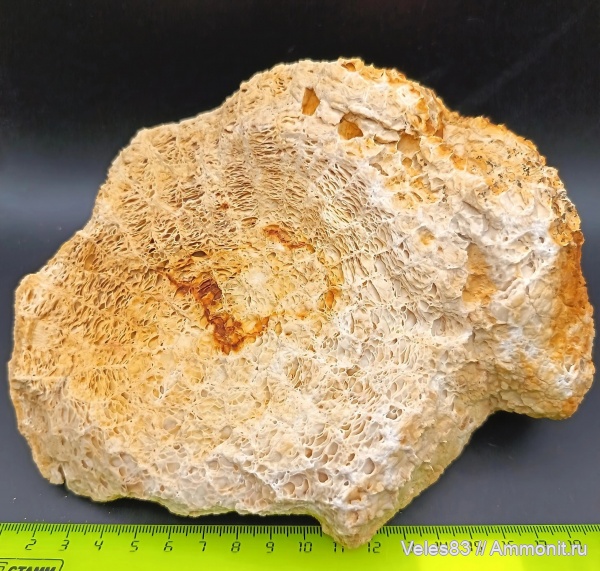 карбон, кораллы, палеозой, Michelinia