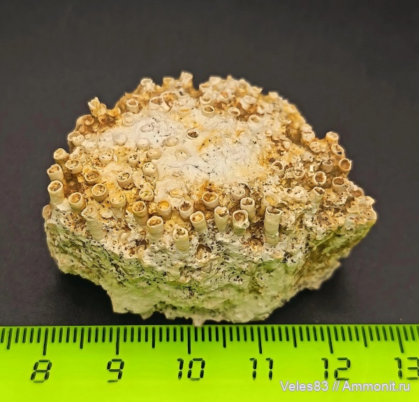 карбон, кораллы, палеозой