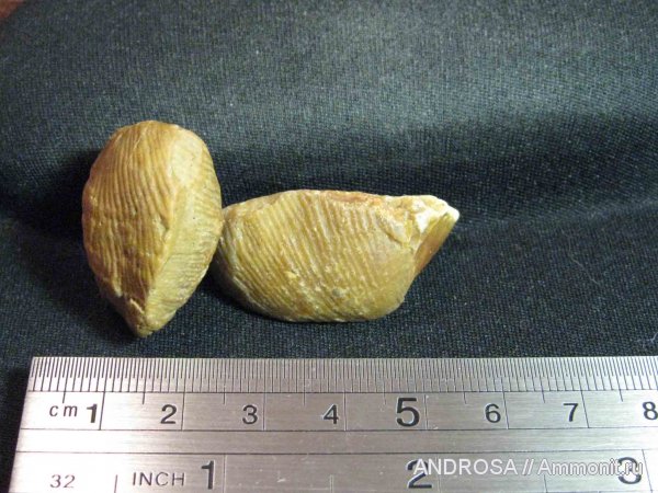 брахиоподы