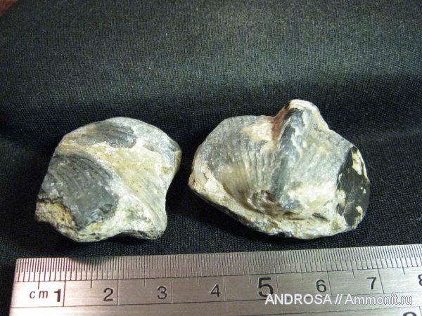 брахиоподы, Spiriferida