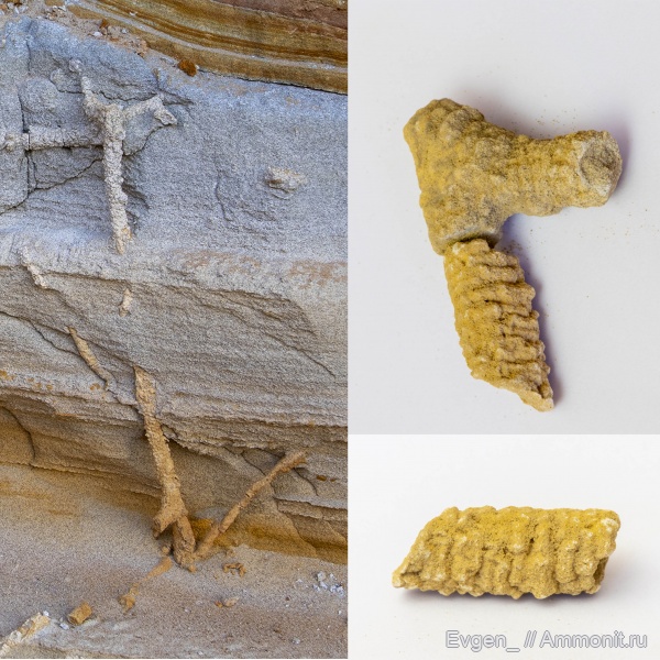 ихнофоссилии, Саратовская область, Ophiomorpha, Вольский район