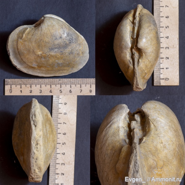 мел, Саратовская область, bivalvia, опока