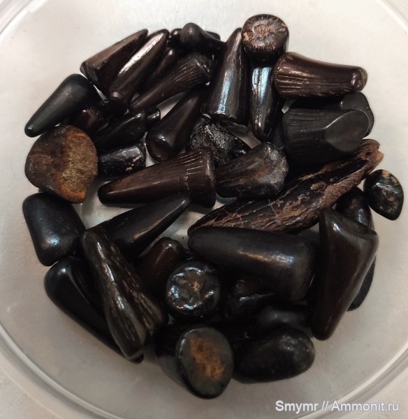 девон, Sarcopterygii, Holoptychius