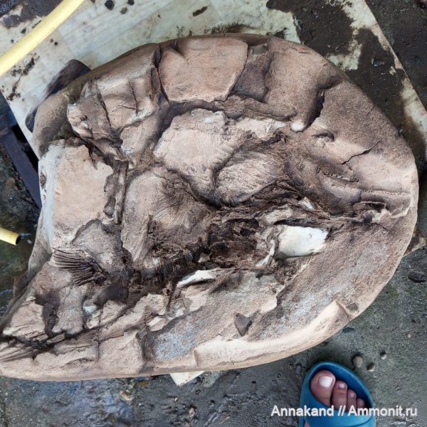 Мои находки