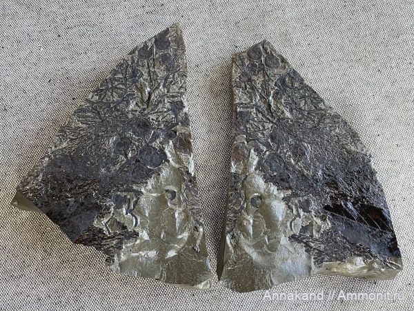 неоген, кайнозой, р. Пшеха, бурые водоросли