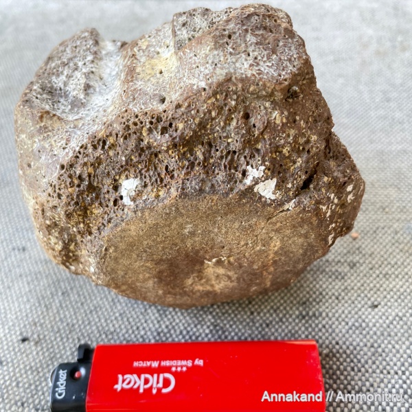 позвонки, Cetotheriidae