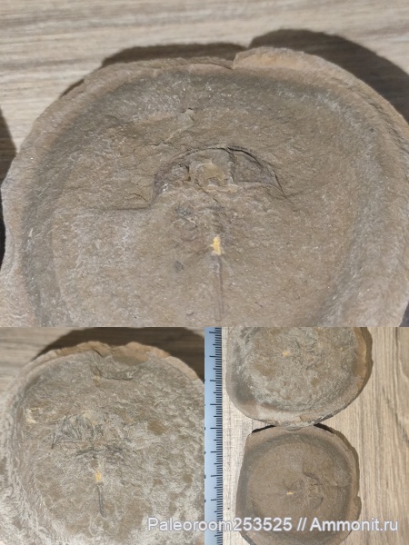 трилобиты, каменноугольный период, мечехвосты, Xiphosura