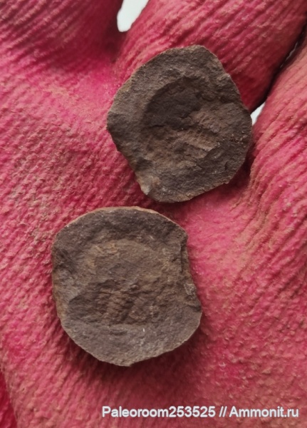 Мечехвост  Bellinurus