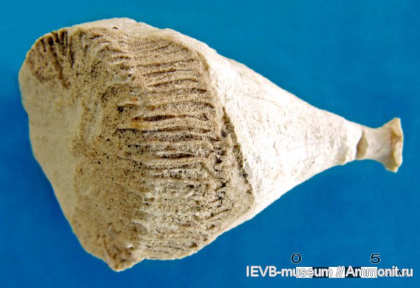 кораллы, маастрихт, Smilotrochus, Scleractinia, Maastrichtian