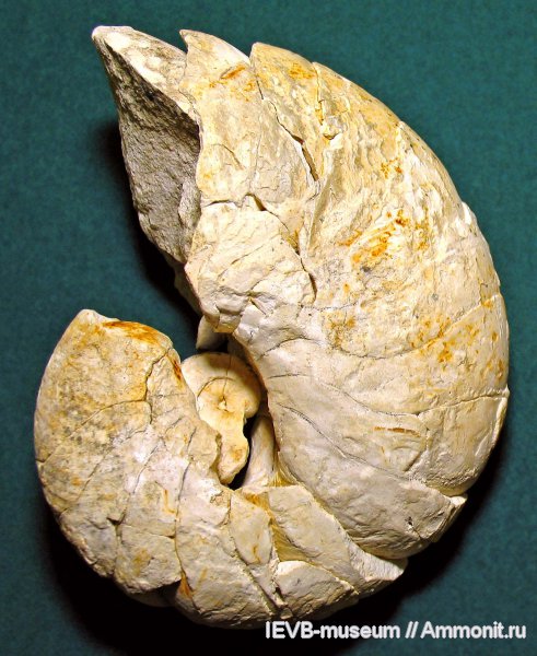 мел, маастрихт, Cymatoceras, Cymatoceras ludevigi, Maastrichtian, Cretaceous